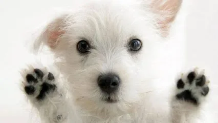 Clinica Veterinaria Patotas